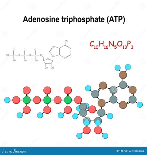 adenosine triphosphate發音|ATP: Adenosine triphosphate (video) .
